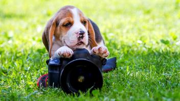 best camera for pet photography 2019